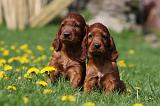 SETTER IRLANDAIS 181